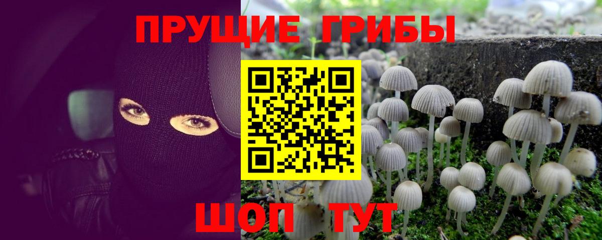Псилоцибиновые грибы Psilocybine cubensis Ярославль